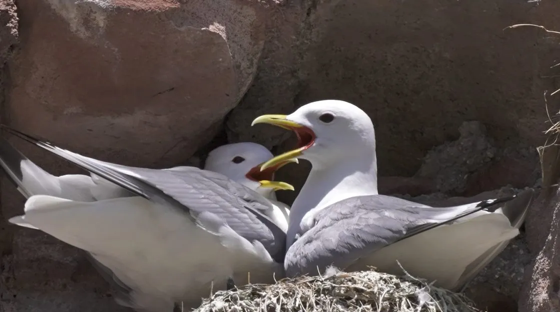 Kittiwakes