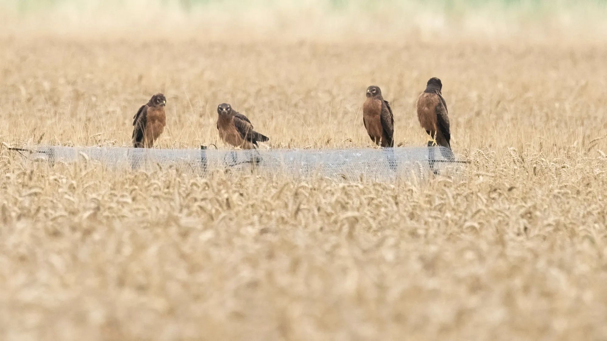 Four juvenile Montagu's Harriers perched on a fence