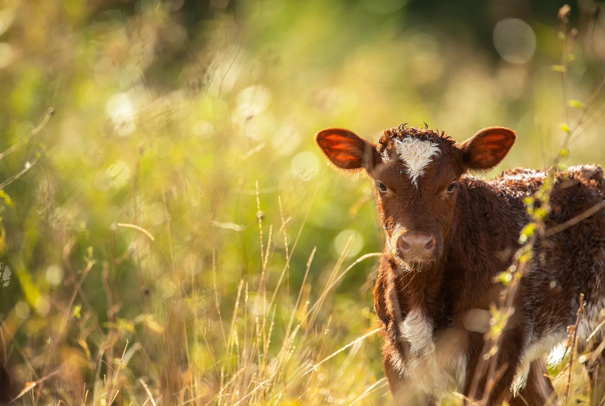 Calf in meadow