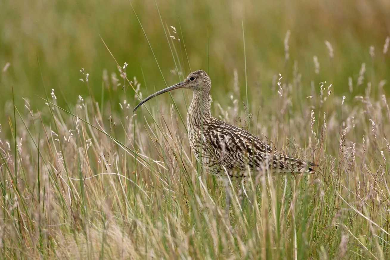 Curlew on moorland, North Wales