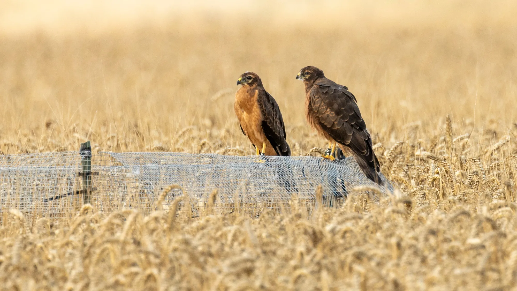 Juvenile Montagu's Harriers, two juveniles perched on a fence