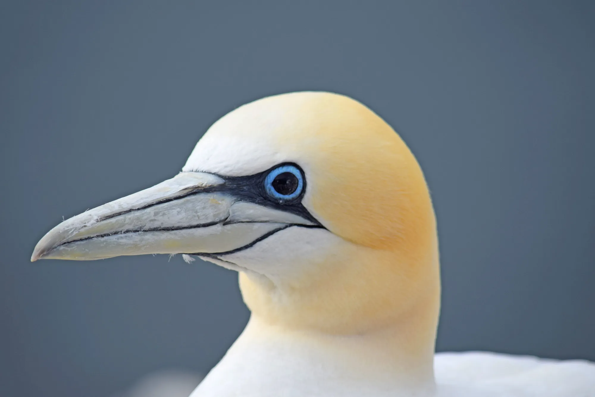 Side view of a Gannet with a large, black iris.