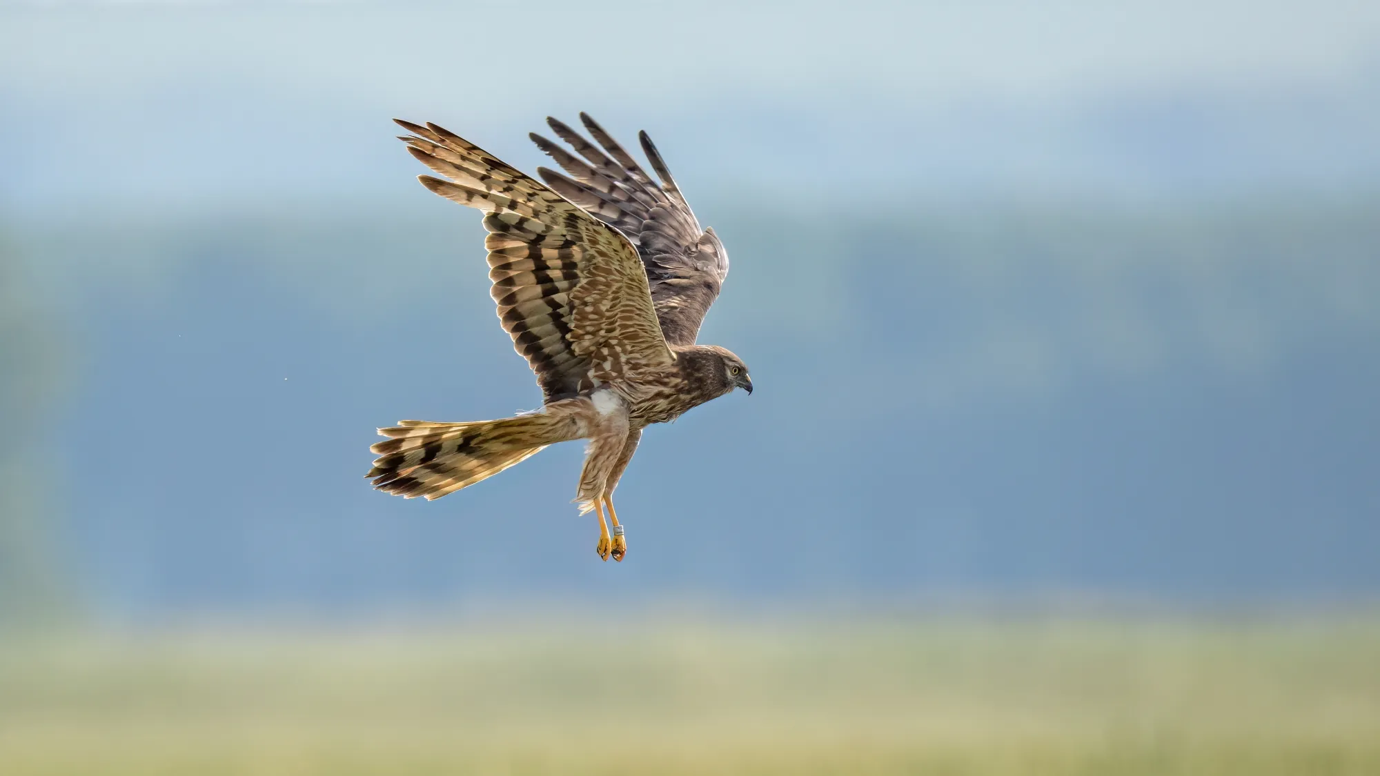 Female Montagu's Harrier, in flight