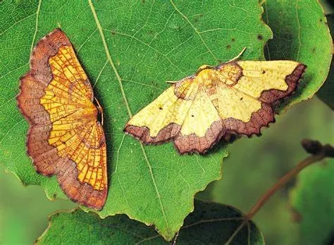 A pair of Dark-bordered Beauty moths on Aspen leaves, with male on the left and female on the right 