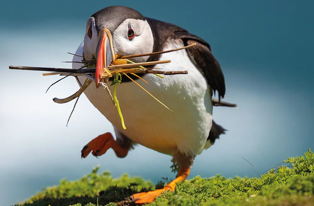 Puffin building nest