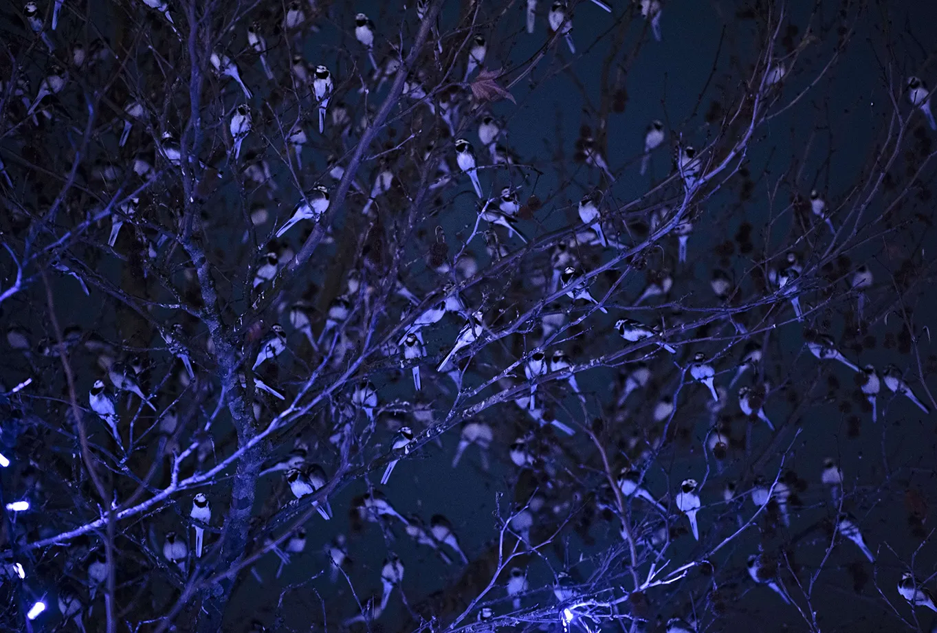 A flock of Pied Wagtails in a tree