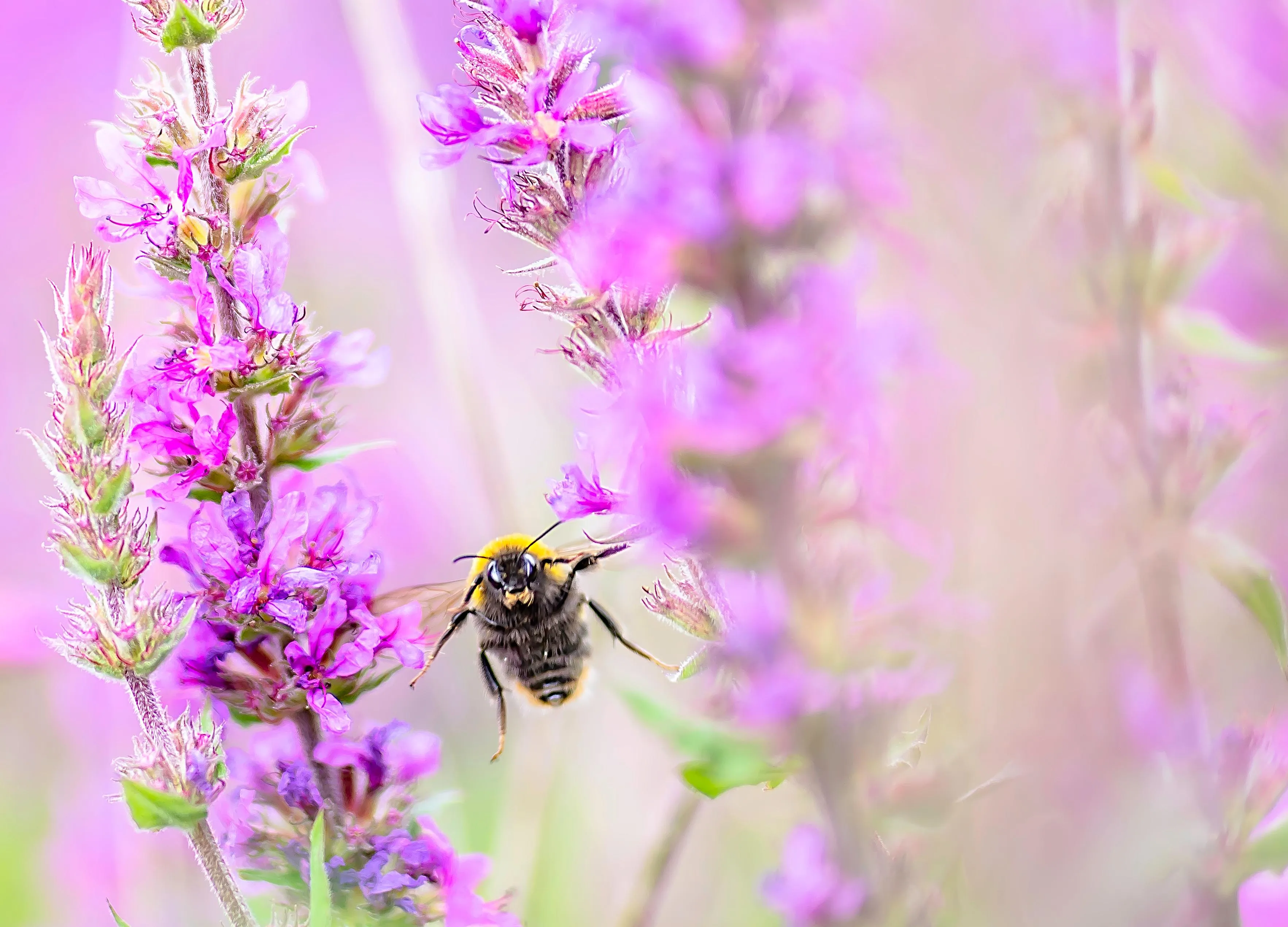 A Bumblebee flying between pink flowers.